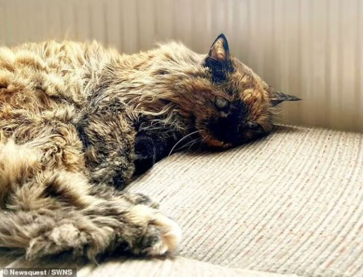 У Британії знайшли кішку-довгожительку