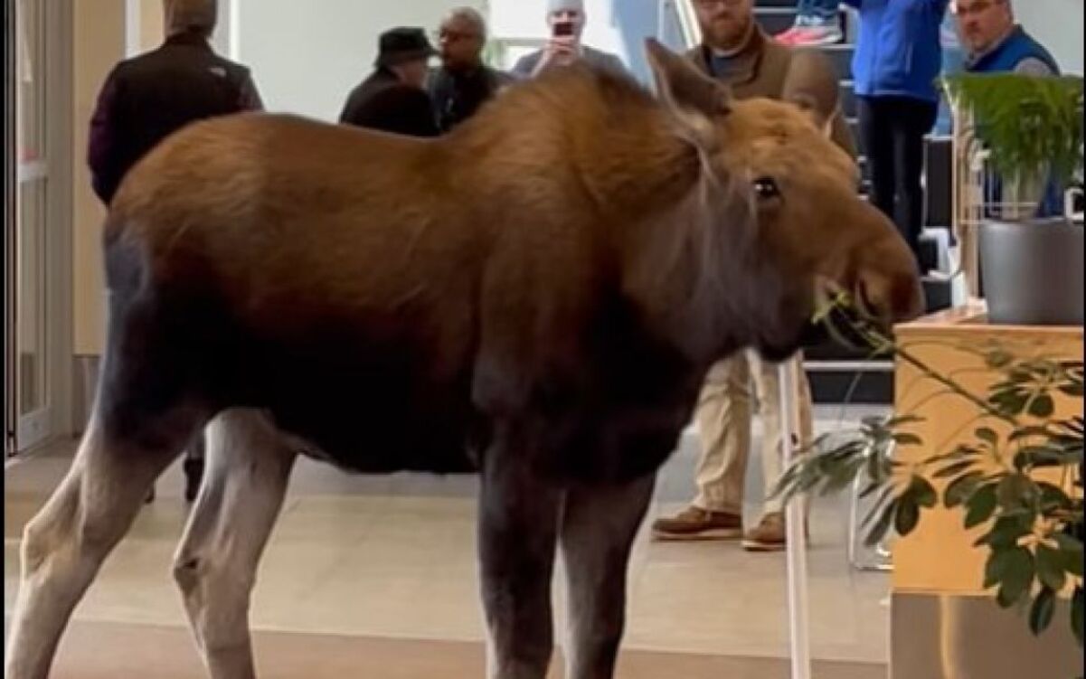 У лікарню на Алясці завітав лось  У лікарню на Алясці завітав лось