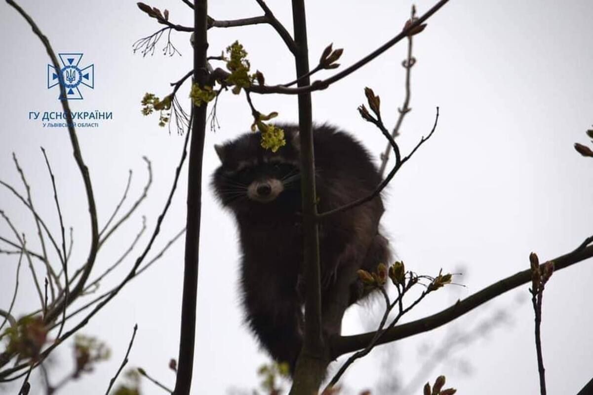 Во Львове сотрудники ГСЧС спасли енота, который залез на дерево Во Львове сотрудники ГСЧС спасли енота, который залез на дерево