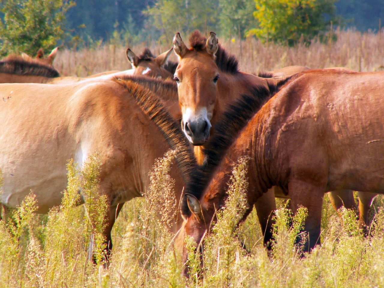 У Чорнобильському заповіднику з'явилося стадо коней Пржевальського