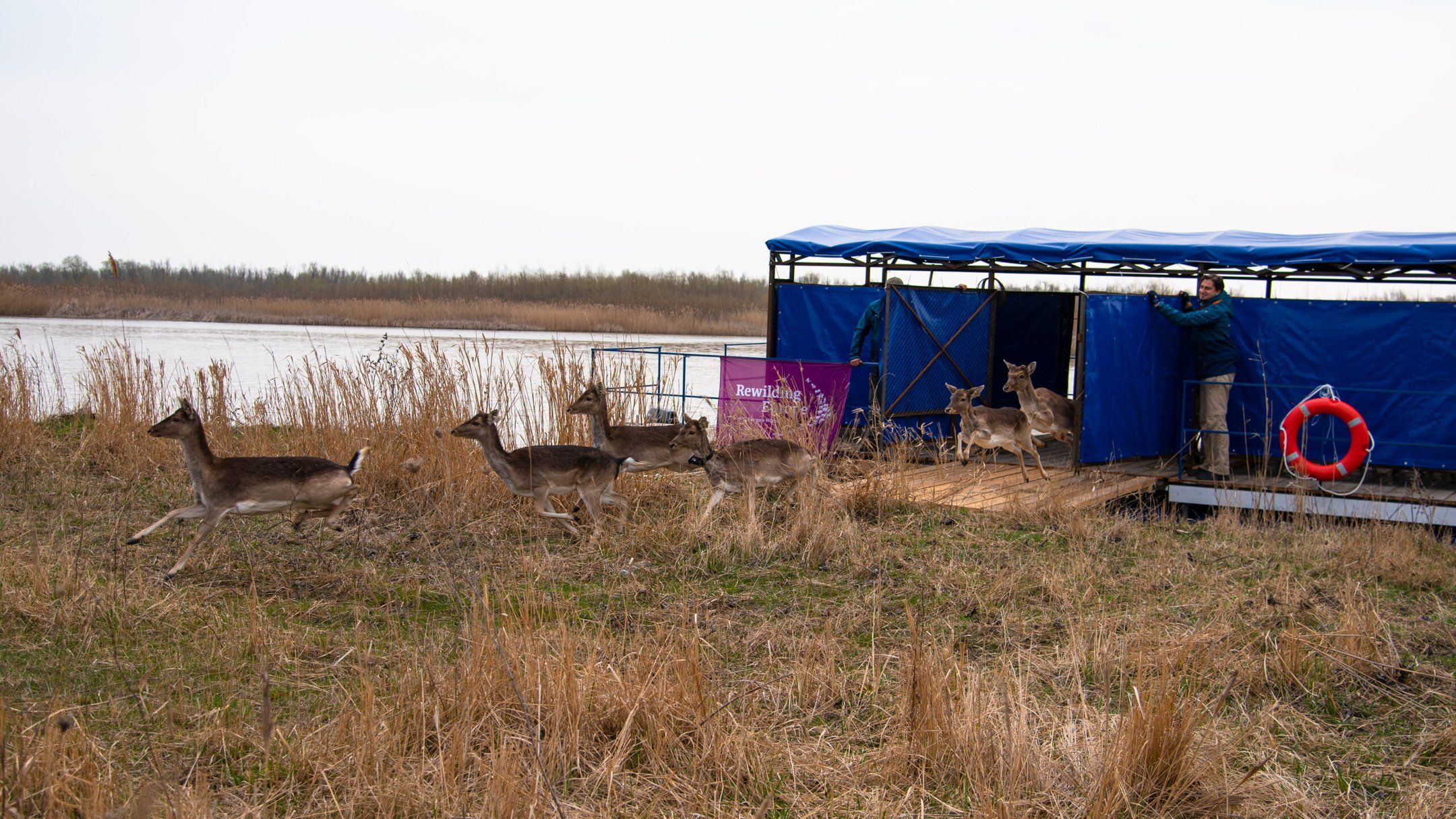 На Одещині у заповіднику оселилися 40 оленів та ланей