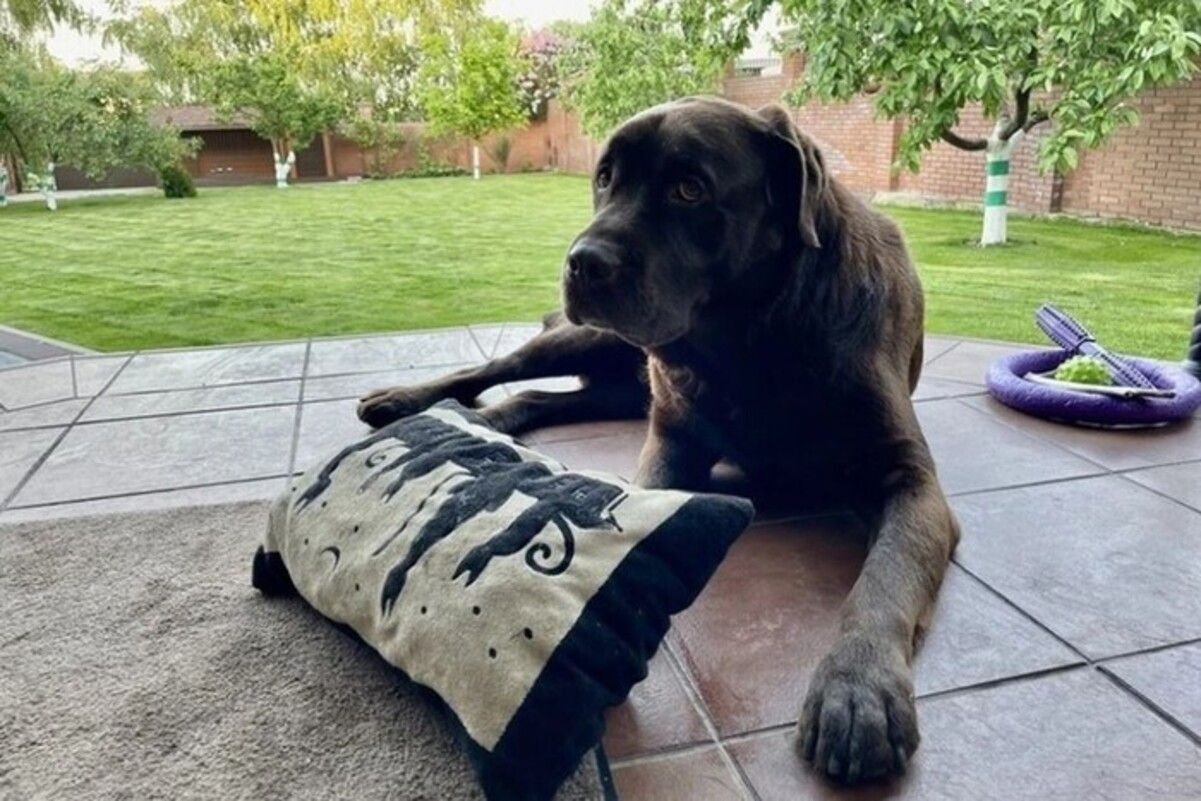 В Великобритании впервые вылечили собаку от алкоголизма В Великобритании впервые вылечили собаку от алкоголизма