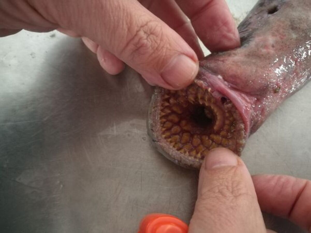 У Нідерландах на пляж викинуло рибу-вампіра