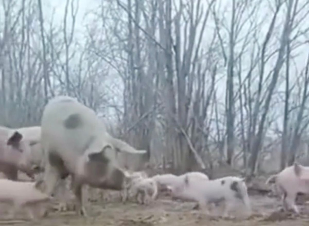 Таких бійців у ЗСУ ще не було на українські позиції забрів "підрозділ" кабанчиків - Pets Таких бійців у ЗСУ ще не було на українські позиції забрів "підрозділ" кабанчиків - Pets