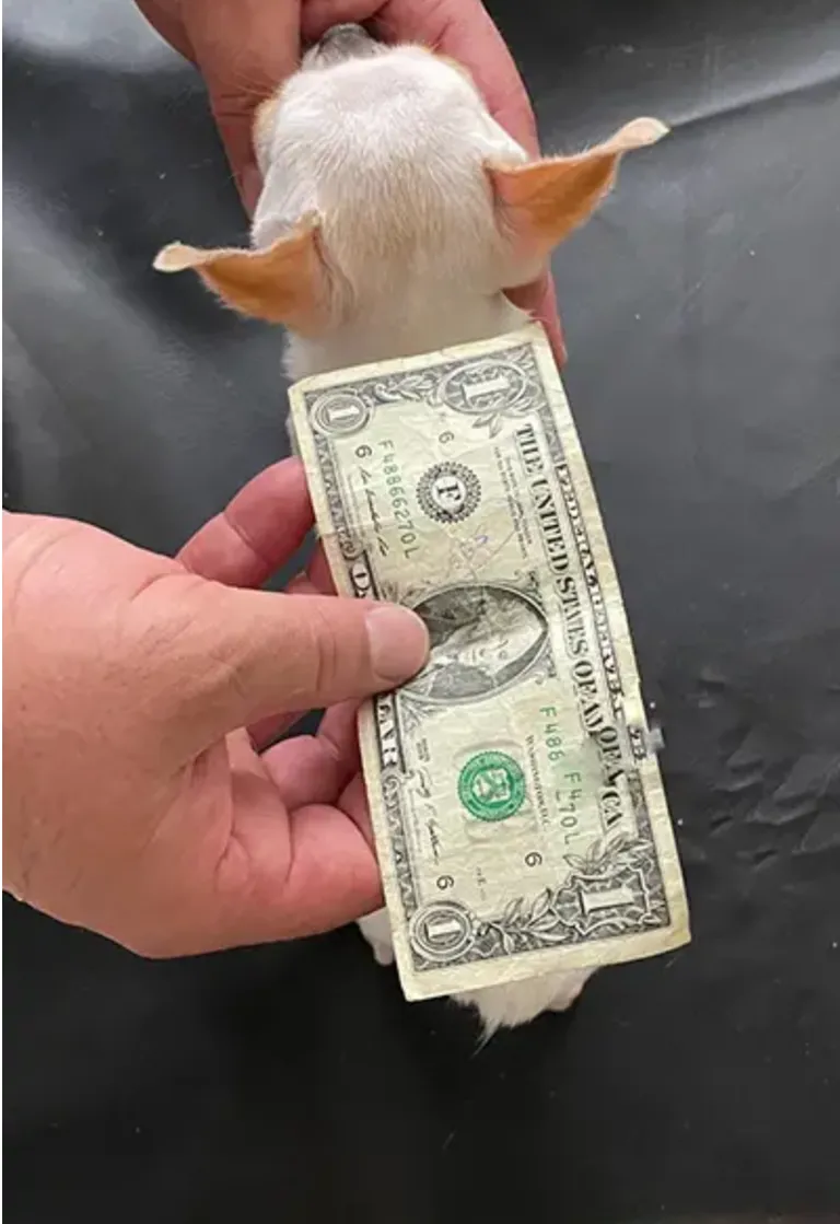 Перл у порівнянні з банкнотою