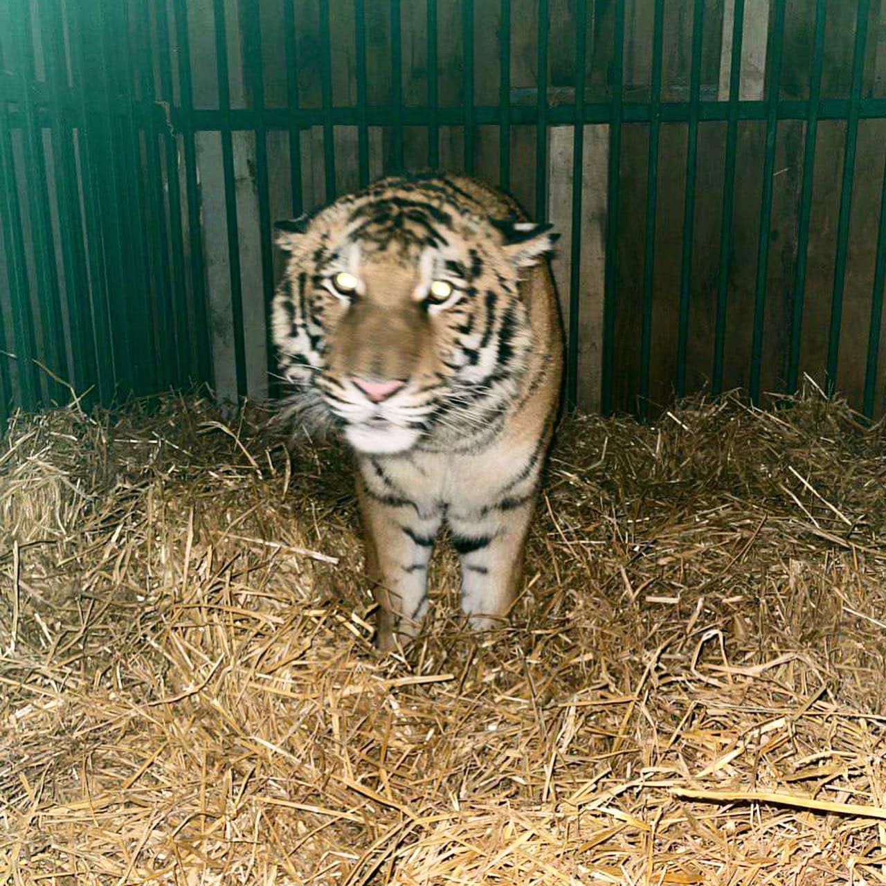 В Киевской области во дворе частного дома держали тигра