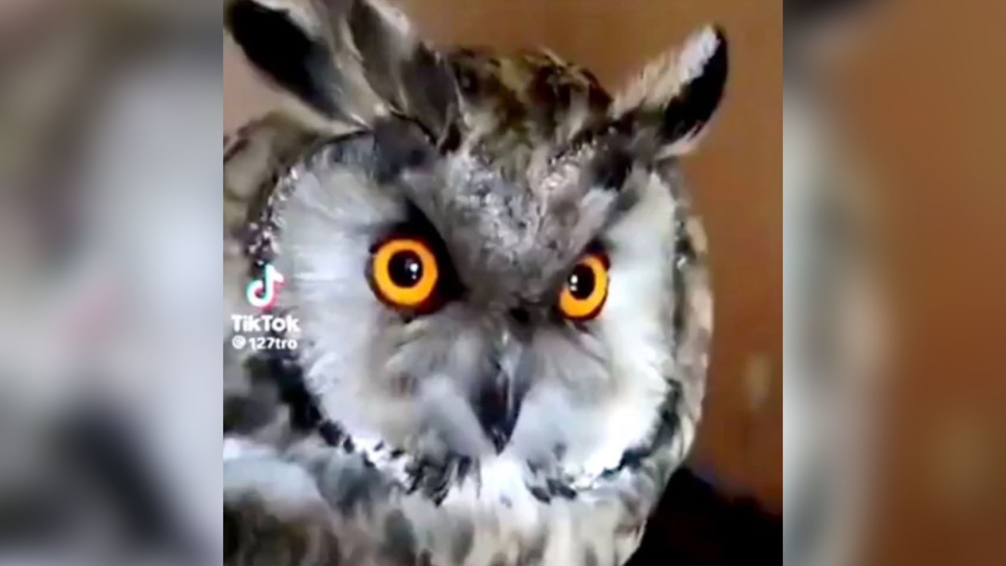 Бойцы ВСУ спасли в Бахмуте сову, попавшую в беду из-за ПТУР Бойцы ВСУ спасли в Бахмуте сову, попавшую в беду из-за ПТУР