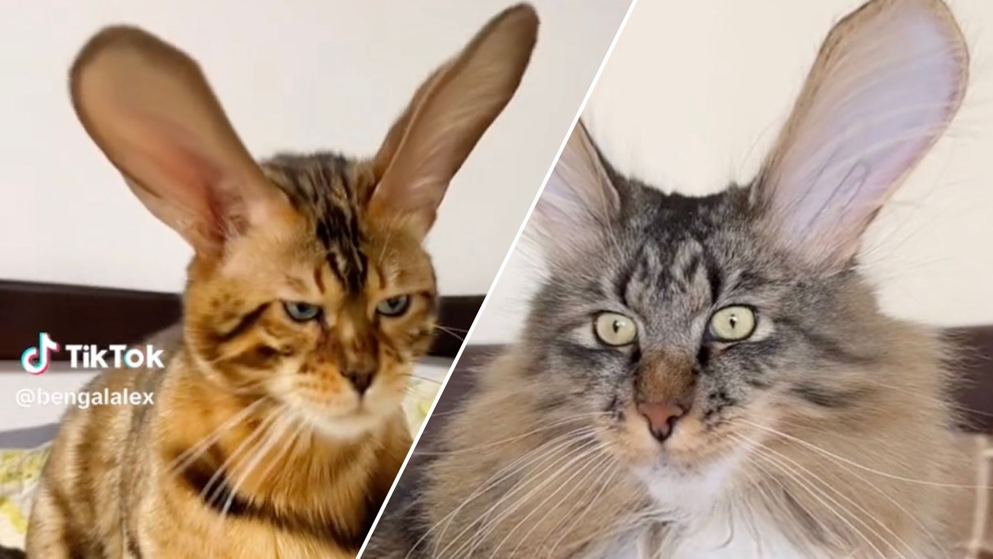 Мила маска з котиками розриває тренди тіктока Мила маска з котиками розриває тренди тіктока