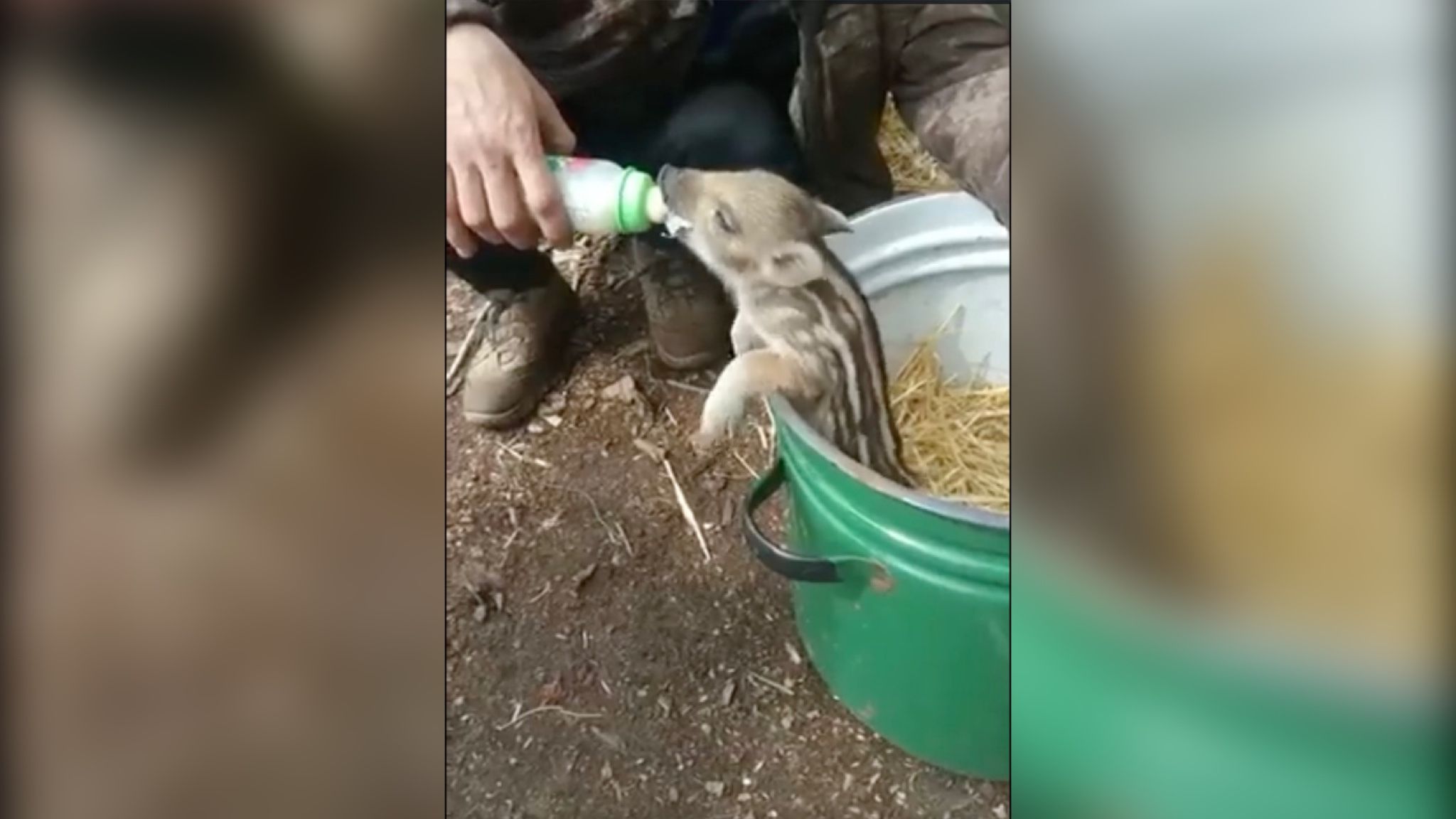 Український боєць приручив дикого кабанчика Український боєць приручив дикого кабанчика