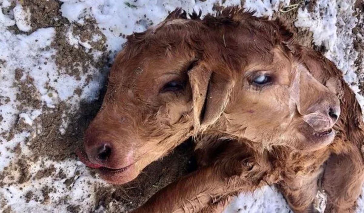 На ранчо в США родился теленок с чрезвычайно редкой мутацией На ранчо в США родился теленок с чрезвычайно редкой мутацией