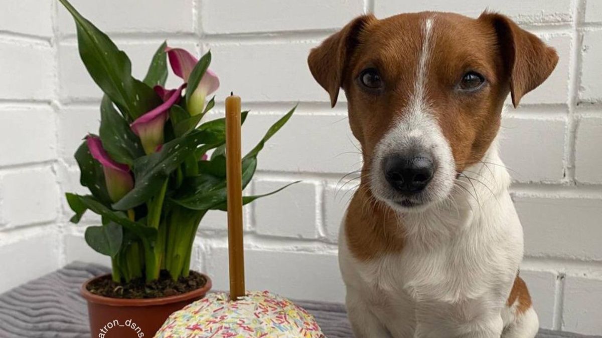 Пес Патрон опубликовал фото с куличом Пес Патрон опубликовал фото с куличом