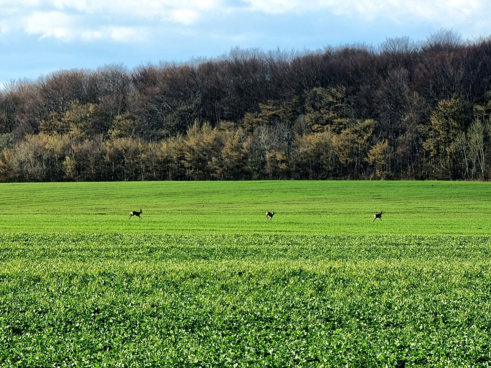 Возле Львова заметили семейство из трех косуль Возле Львова заметили семейство из трех косуль