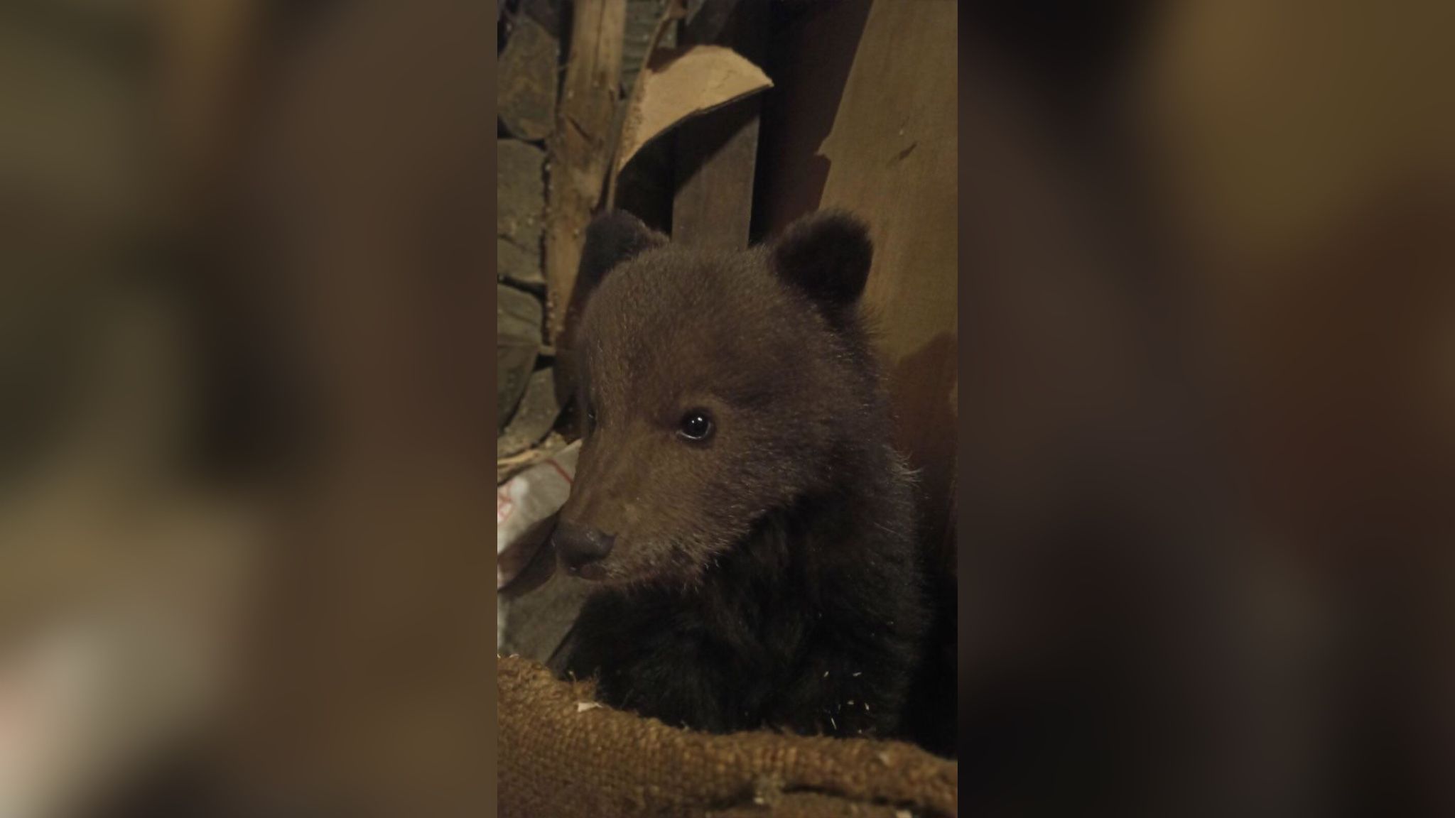 На Закарпатье спасли маленького медвежонка, который прибился к людям На Закарпатье спасли маленького медвежонка, который прибился к людям