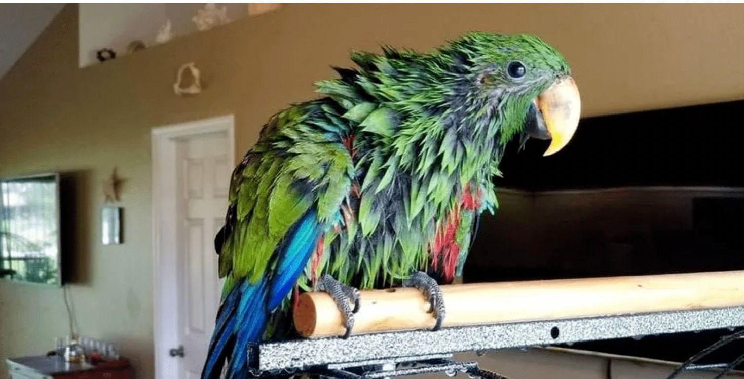 Загублений папуга повернувся додому завдяки людям на вечірці Загублений папуга повернувся додому завдяки людям на вечірці
