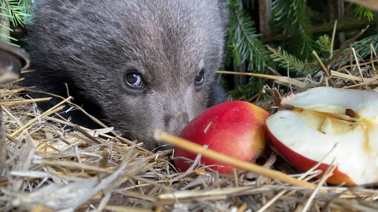 Медвежонок, приблудившийся к селу на Закарпатье, находится в безопасности Медвежонок, приблудившийся к селу на Закарпатье, находится в безопасности
