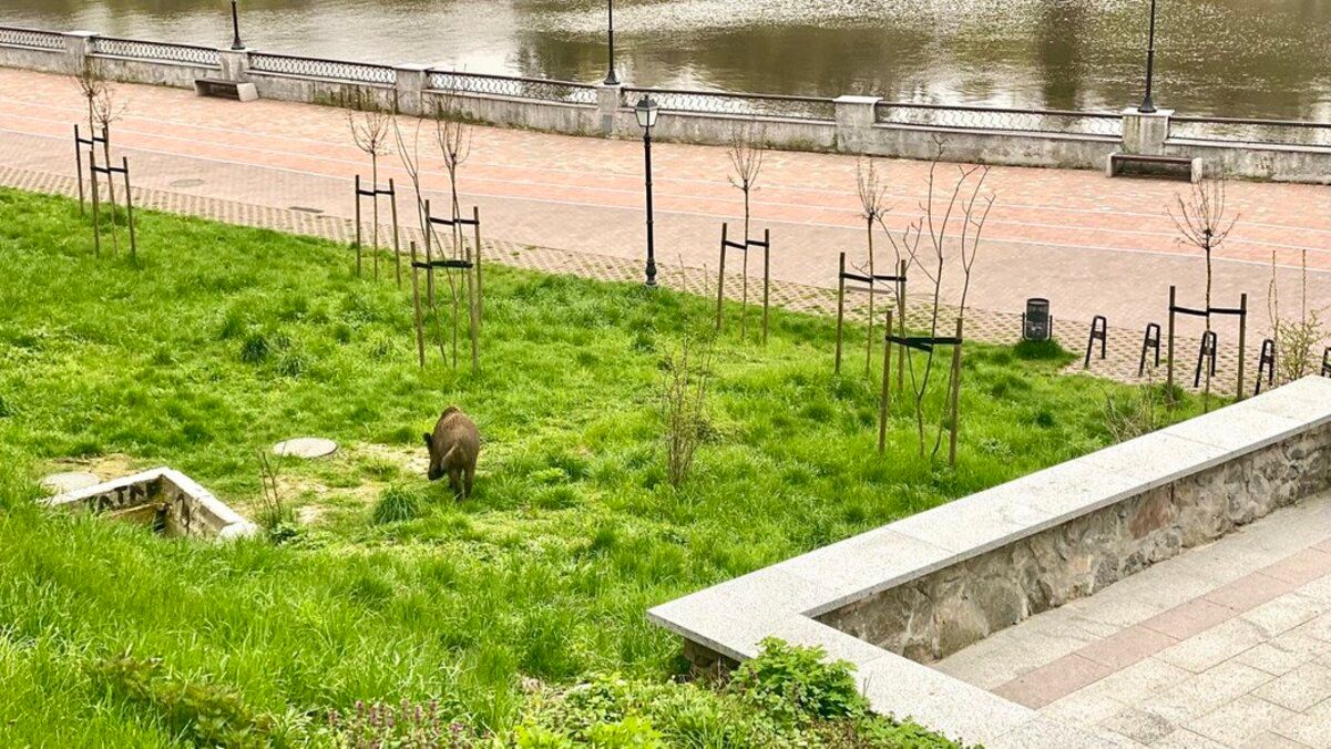 В центральном парке Житомира гуляет дикий кабан В центральном парке Житомира гуляет дикий кабан