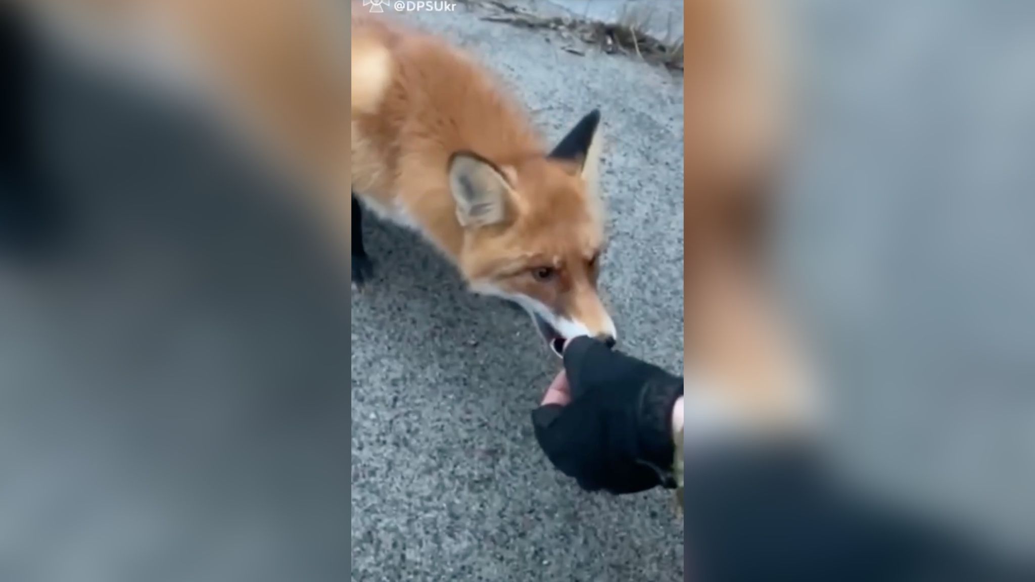 Пограничники показали, как спасают животных после оккупации ЧАЭС Пограничники показали, как спасают животных после оккупации ЧАЭС