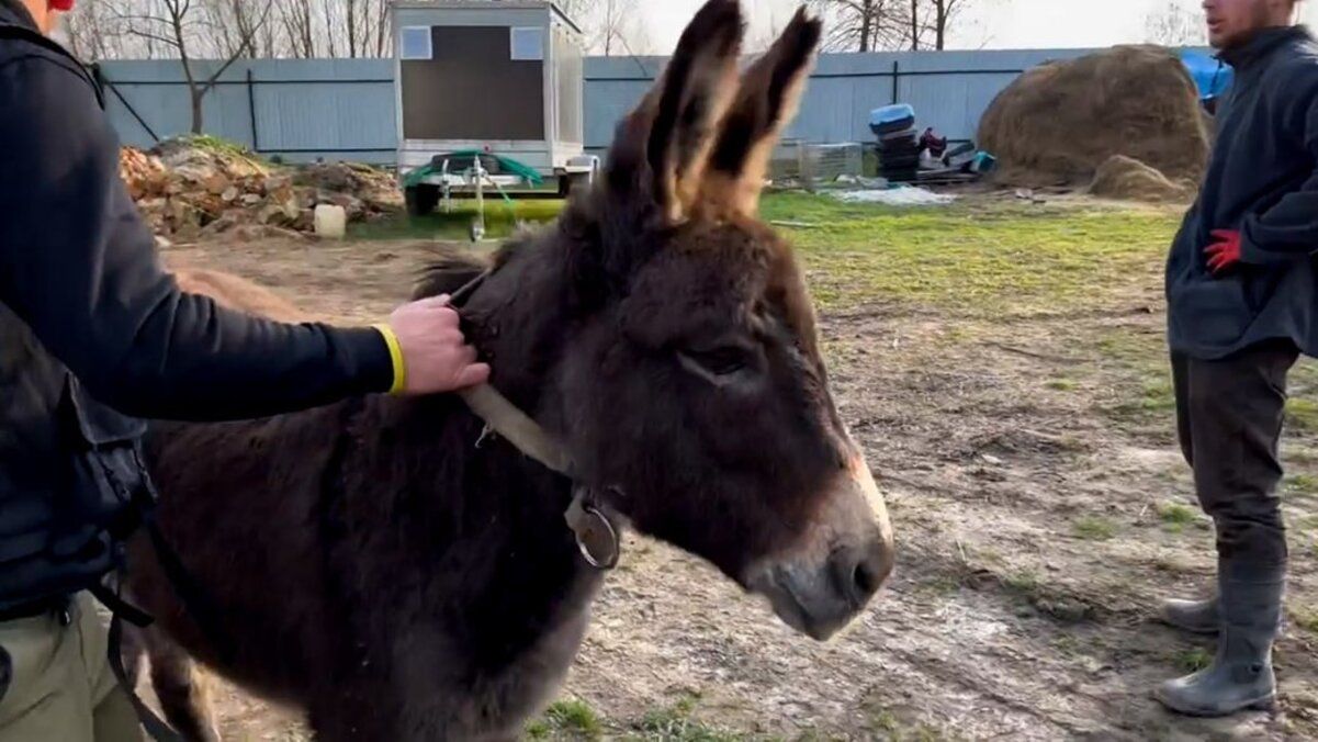 У "Домівці врятованих тварин" прихистили двох віслюків У "Домівці врятованих тварин" прихистили двох віслюків