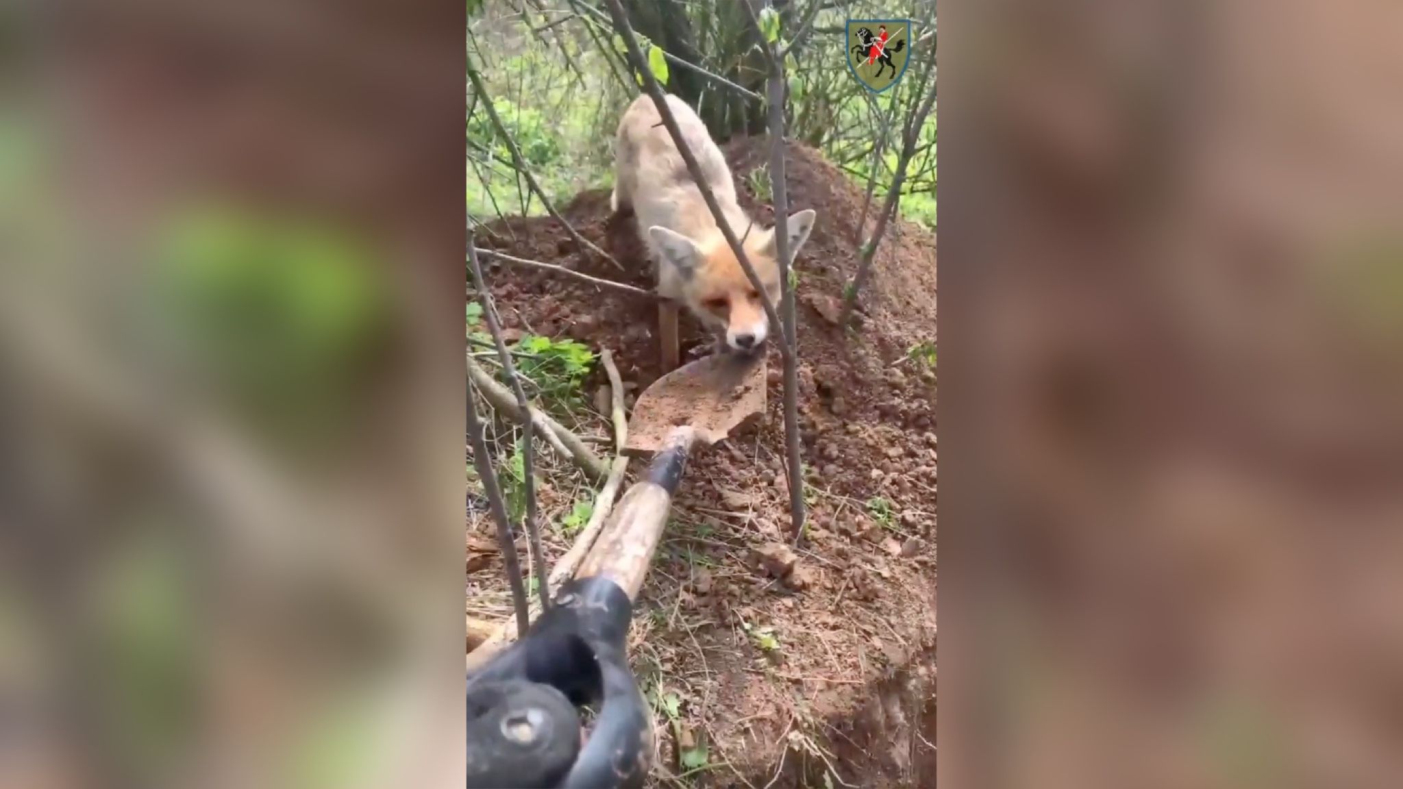 Лиса пришла к бойцам ВСУ и пыталась утащить лопату Лиса пришла к бойцам ВСУ и пыталась утащить лопату