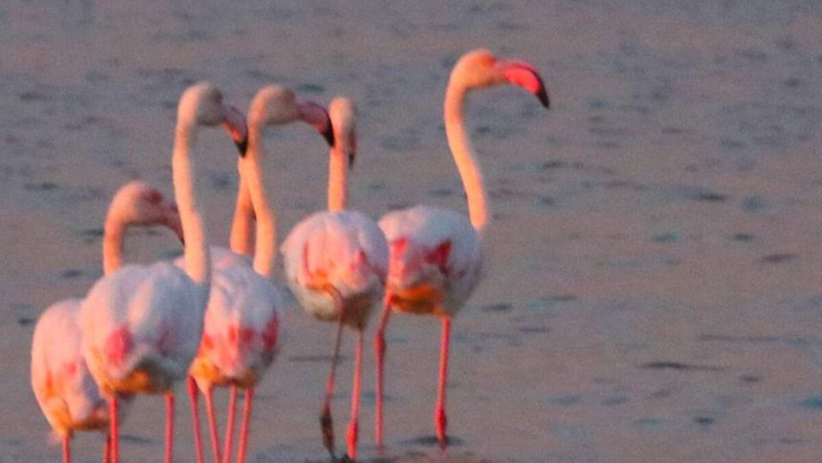 В нацпарк в Одесской области вернулись краснокнижные фламинго  "розовое" фото - Pets