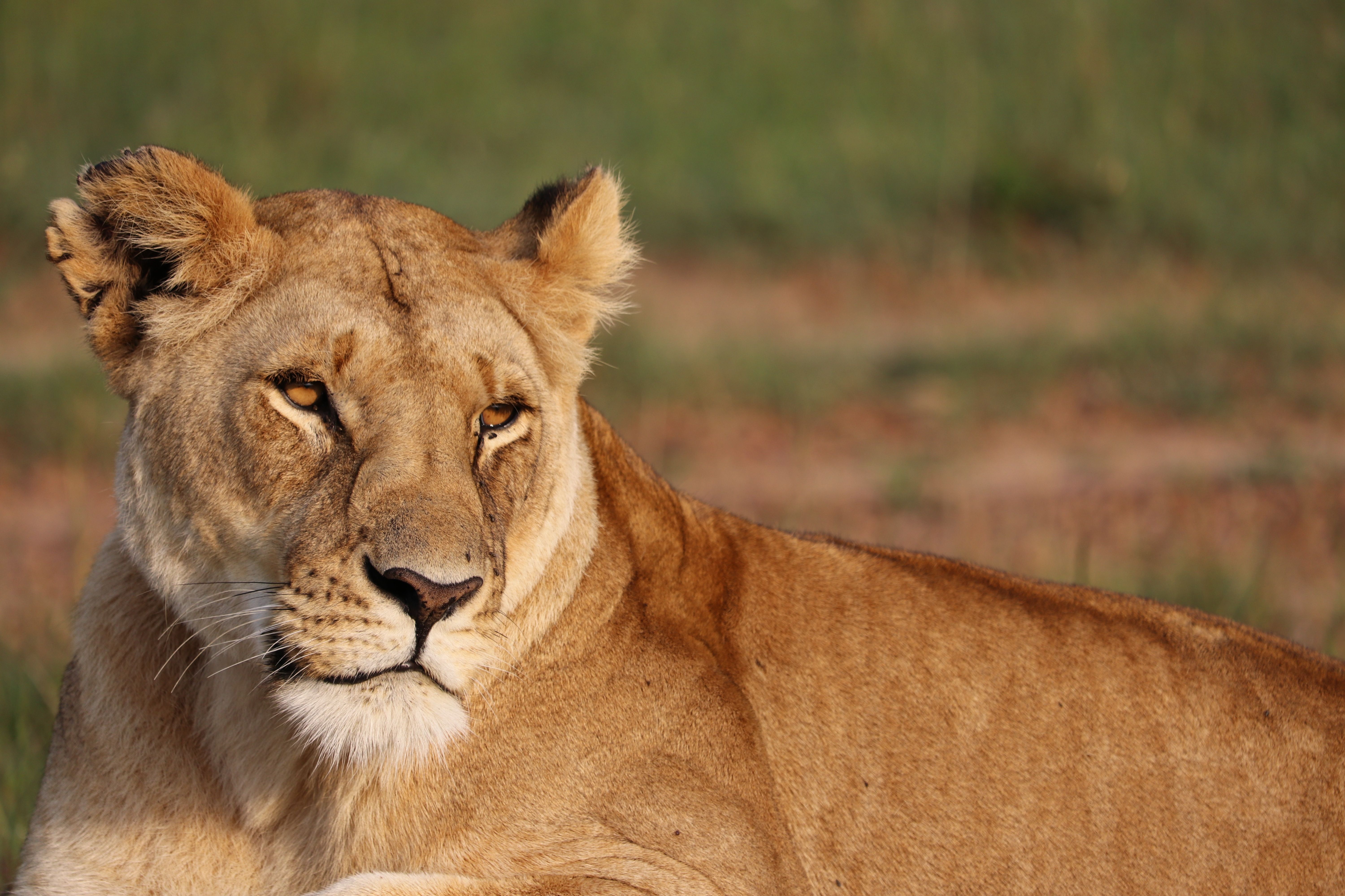У нацпарку в Чаді помітили левицю, яку вважали вимерлою
