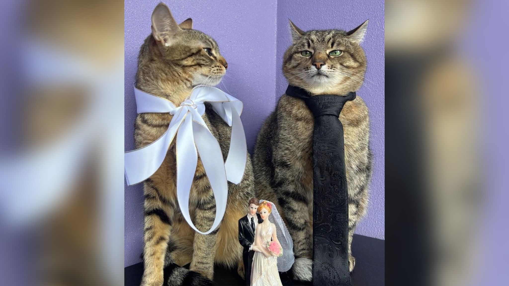 Кіт Степан зробив пропозицію лапки та серця Стефанії Кіт Степан зробив пропозицію лапки та серця Стефанії