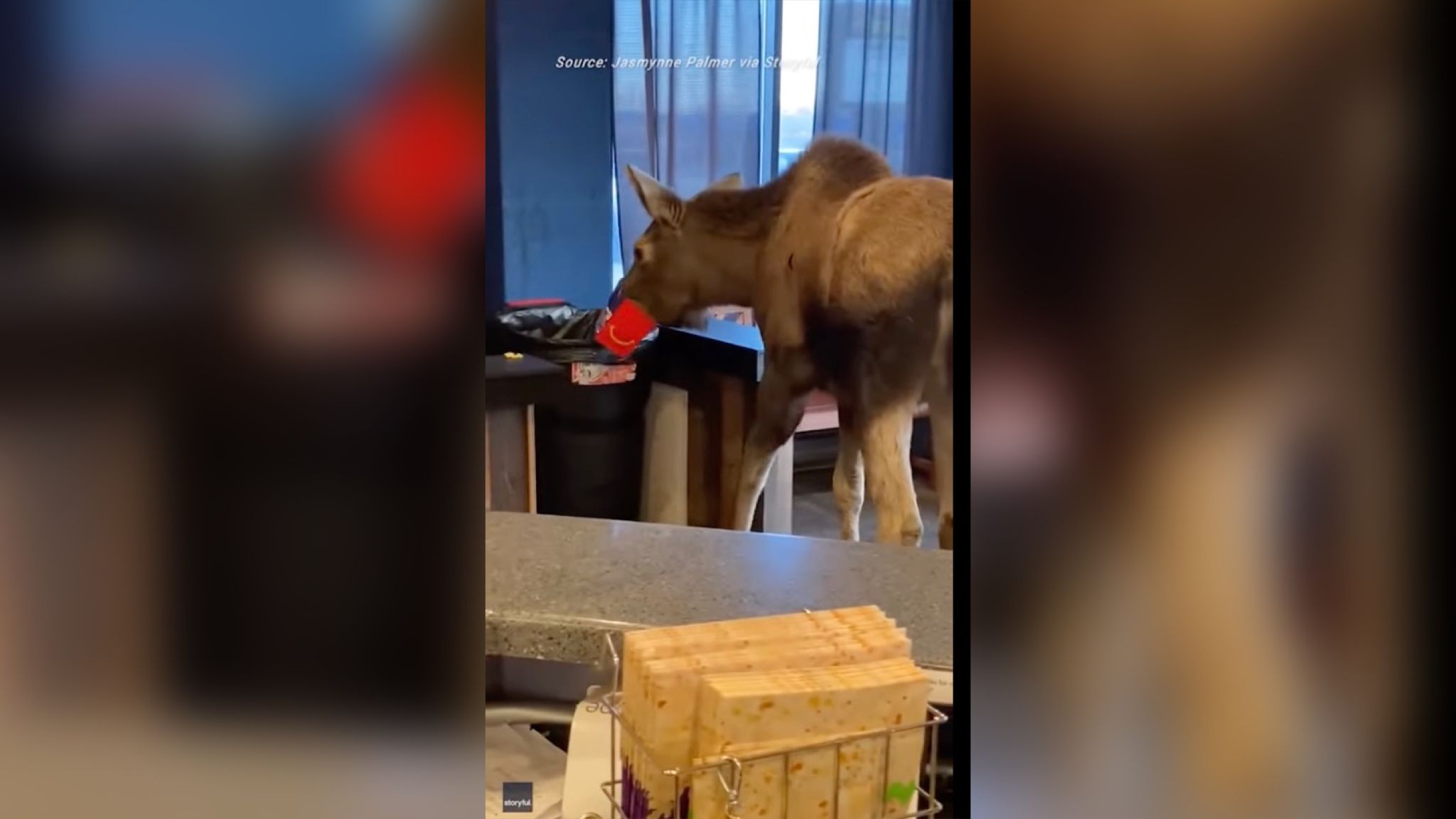 Лось увірвався до кінотеатру, щоб перекусити Лось увірвався до кінотеатру, щоб перекусити