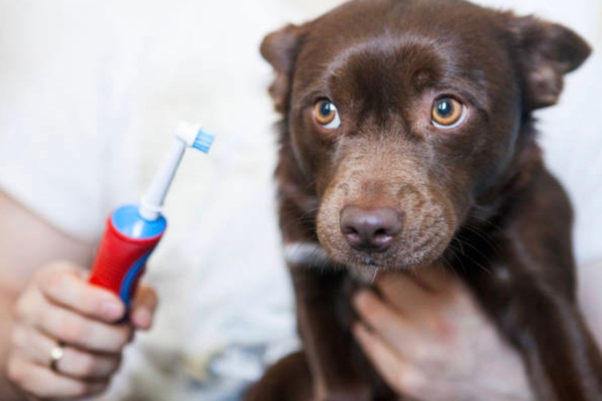 Как, чем и как часто чистить зубы собаке Как, чем и как часто чистить зубы собаке