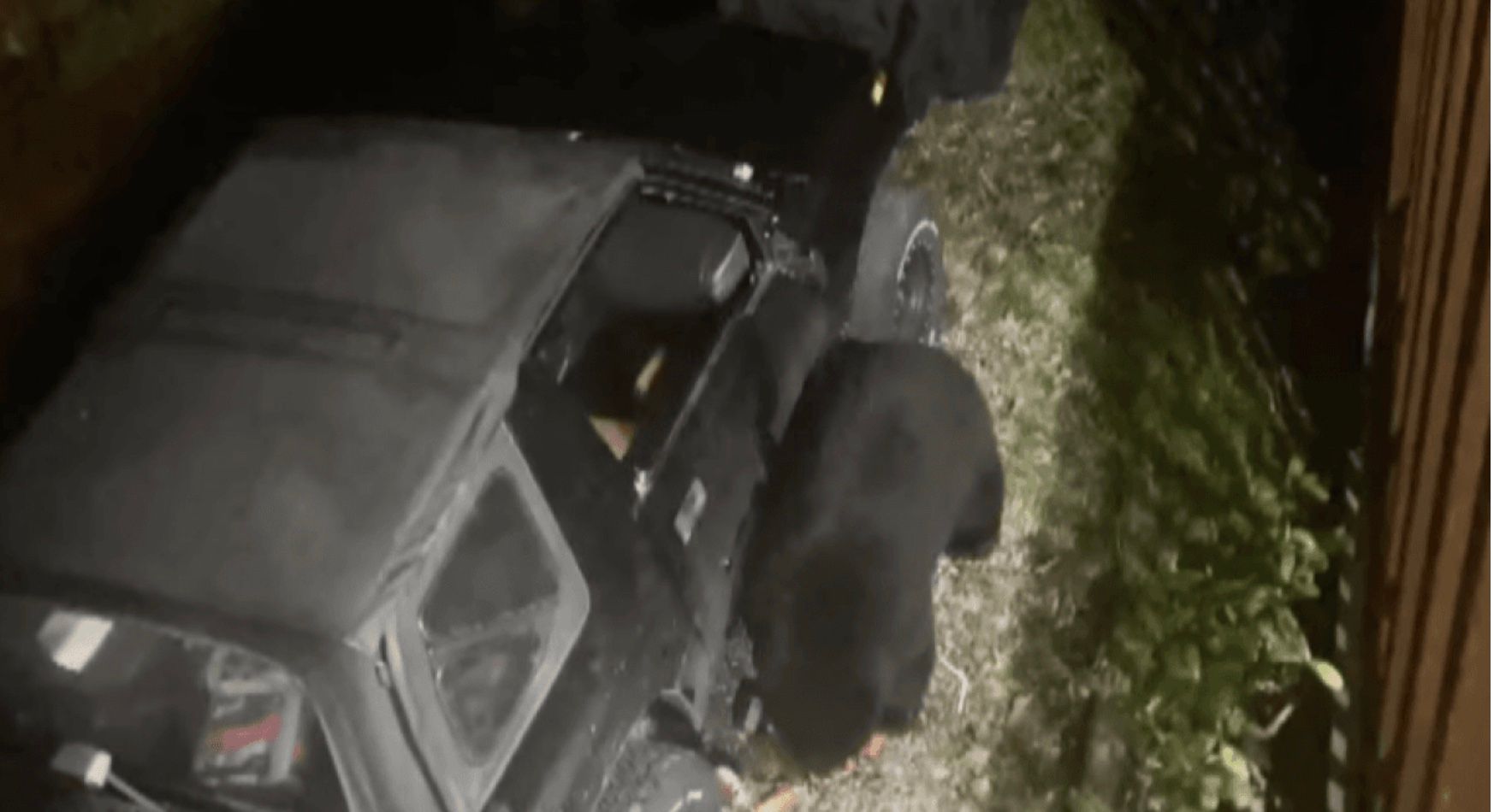 В Канаде медведь залез в автомобиль и выпил 69 банок газировки