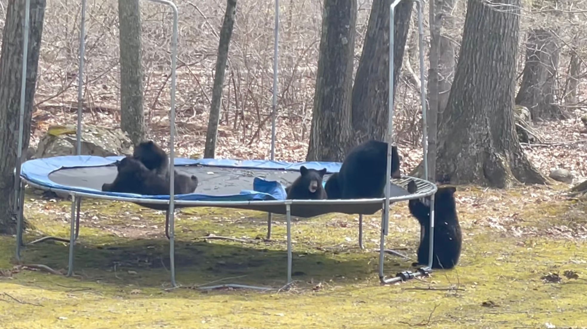 В США женщина показала медвежью семью, играющую в ее дворе