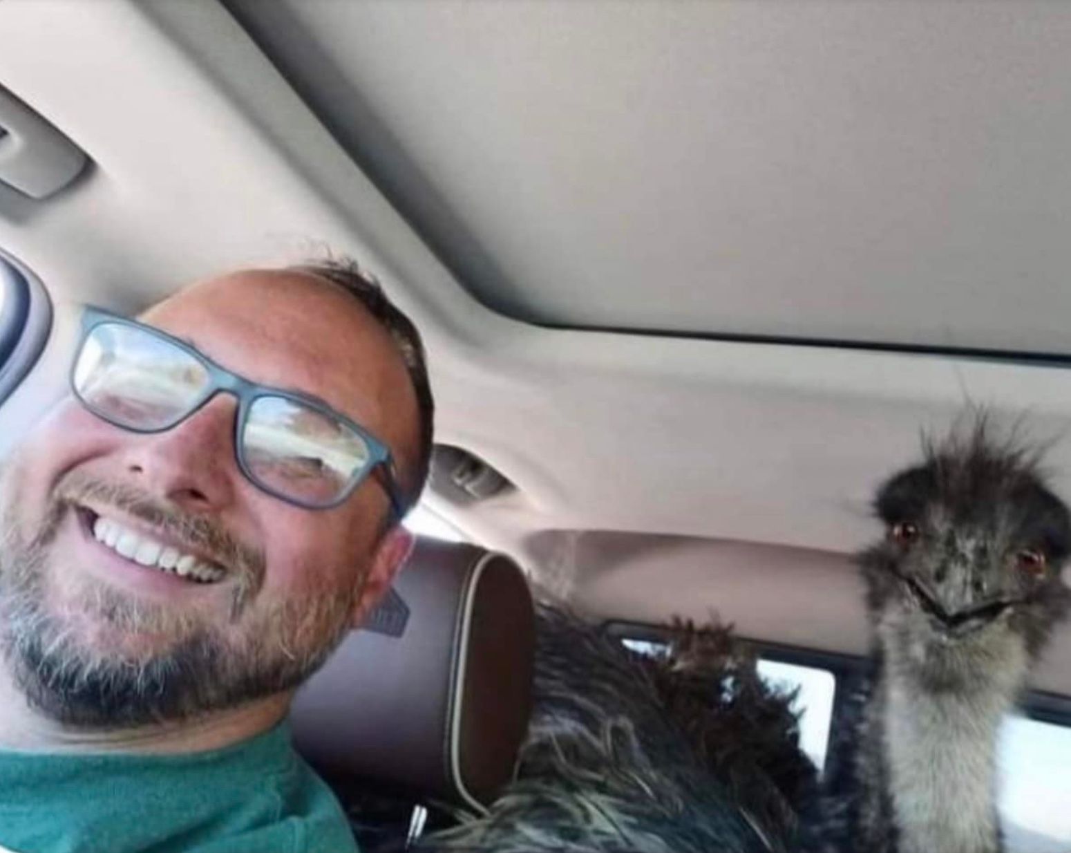 Поліція 30 кілометрів гналася за страусом ему, який втік з ферми Поліція 30 кілометрів гналася за страусом ему, який втік з ферми