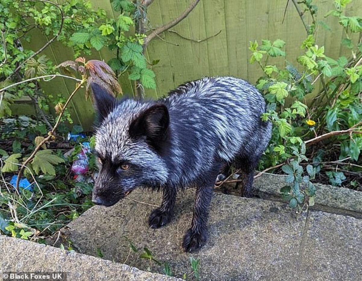 В Британии спасли редкий черный лисенок по прозвищу Тень  экзотические фото - Pets