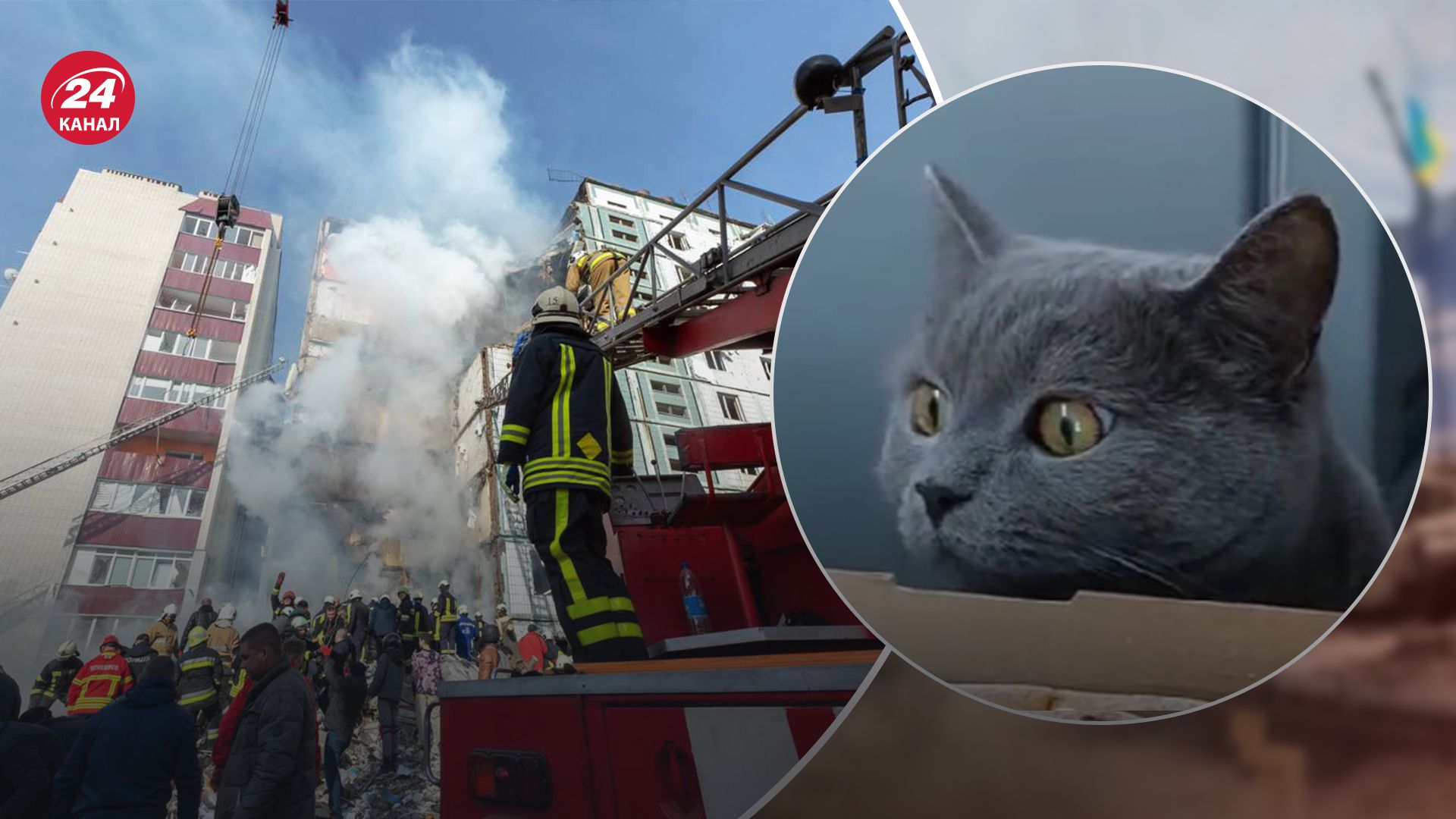 К поискам любимца присоединился ребенок К поискам любимца присоединился ребенок