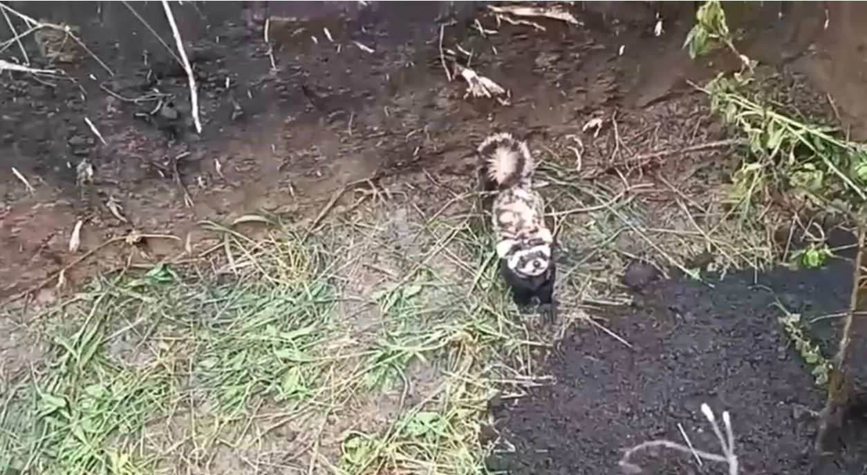 ВСУ спасли краснокнижного зверька-"скандалиста" ВСУ спасли краснокнижного зверька-"скандалиста"