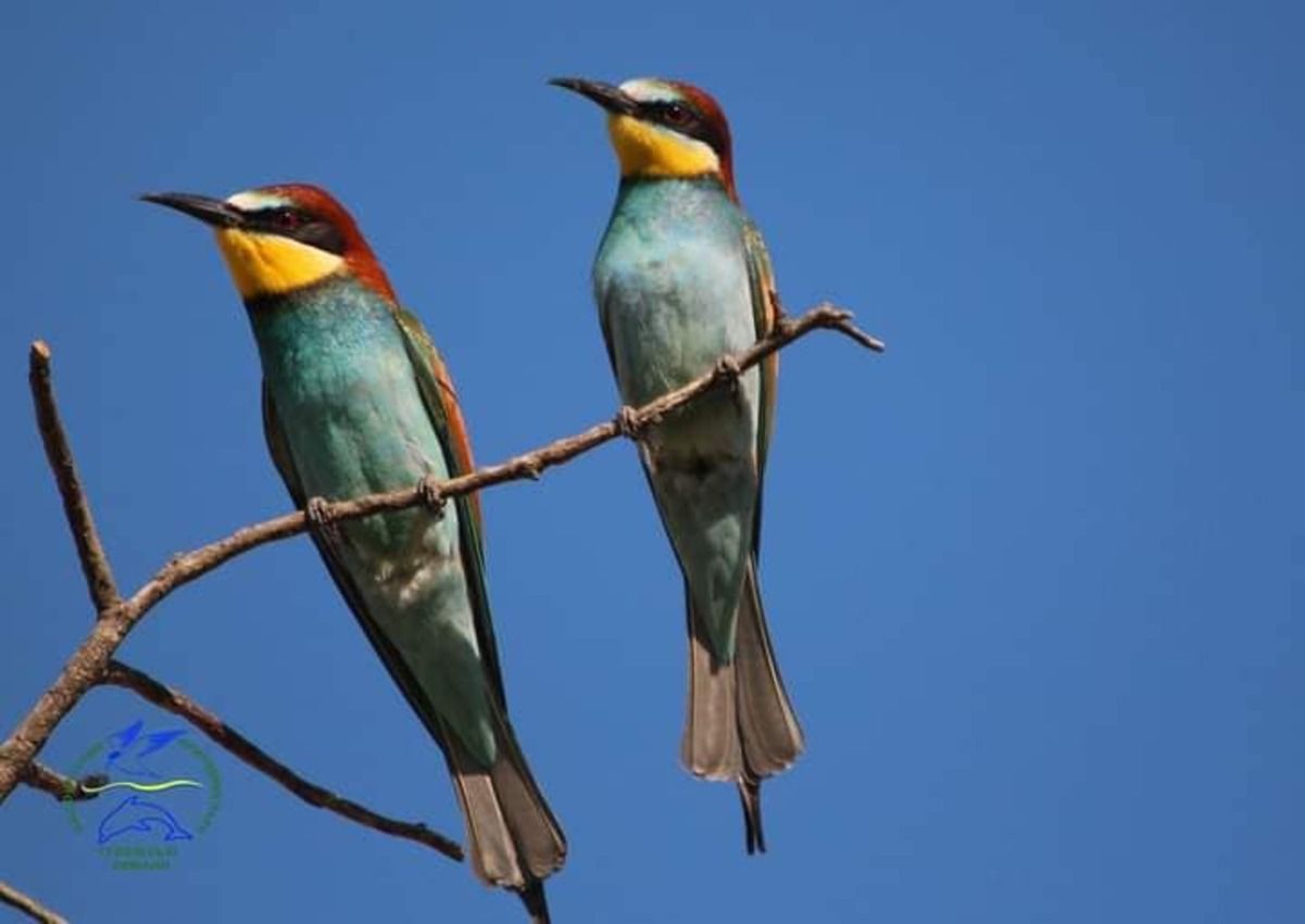 На території нацпарку Одещини помітили бджолоїдок На території нацпарку Одещини помітили бджолоїдок