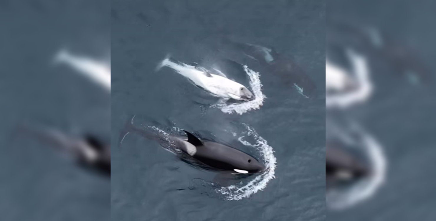 Ученые обнаружили очень редкую косатку у берегов в США Ученые обнаружили очень редкую косатку у берегов в США