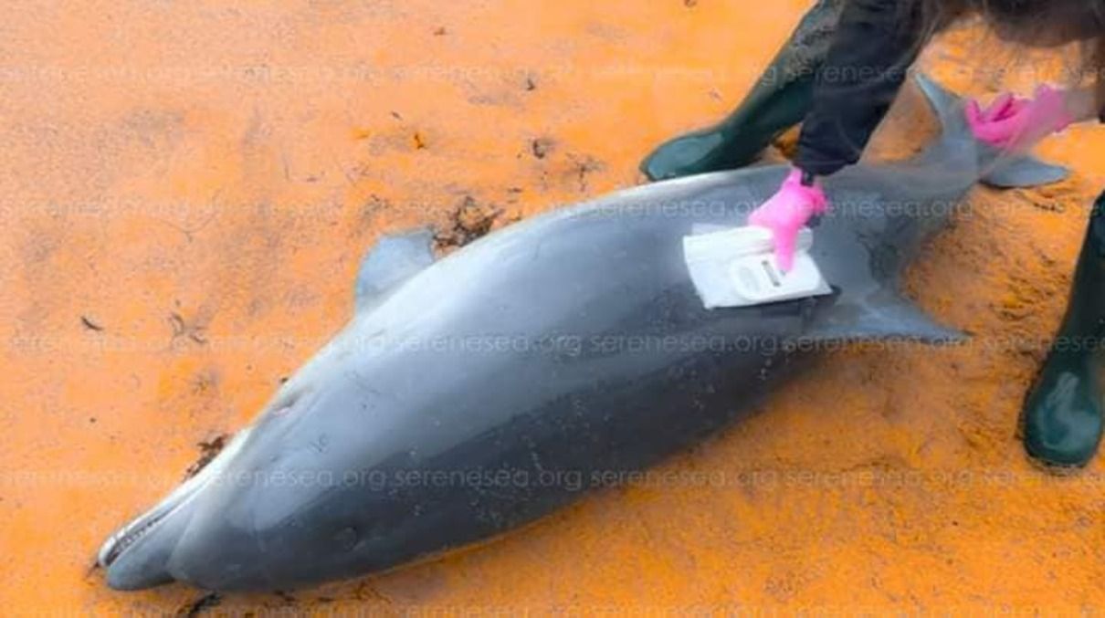 У Чорному морі масово гинуть дельфіни