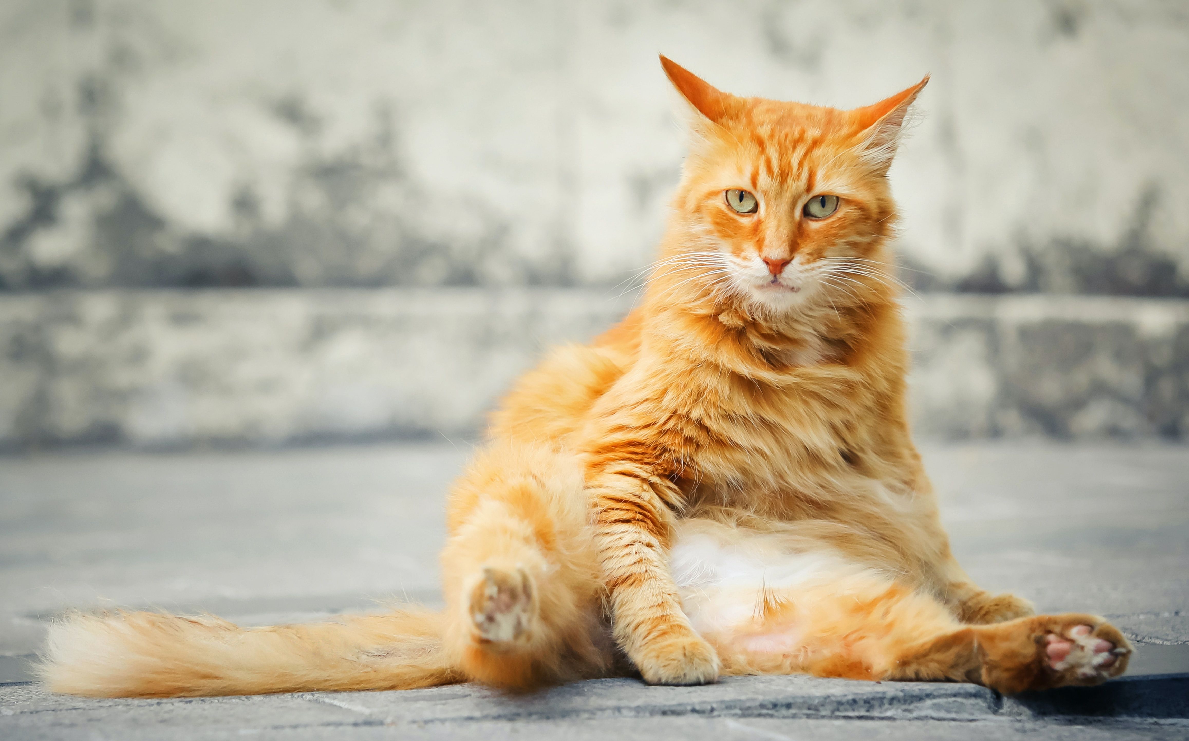 Яких заходів вжити, щоб кіт схуд