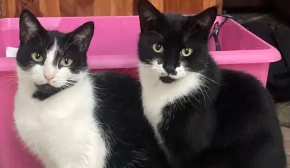 Кот-клептоман каждую ночь приносит "подарки" хозяйке Кот-клептоман каждую ночь приносит "подарки" хозяйке