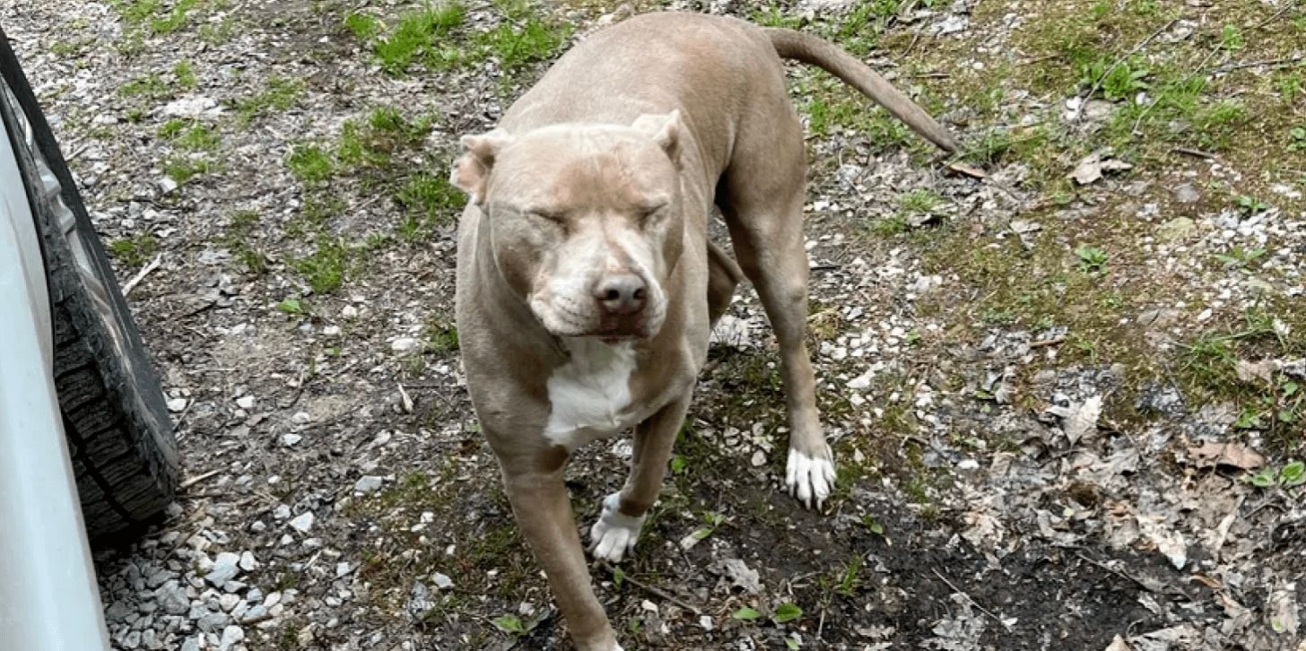 Зниклий Чіф знайшовся через 6 років Зниклий Чіф знайшовся через 6 років