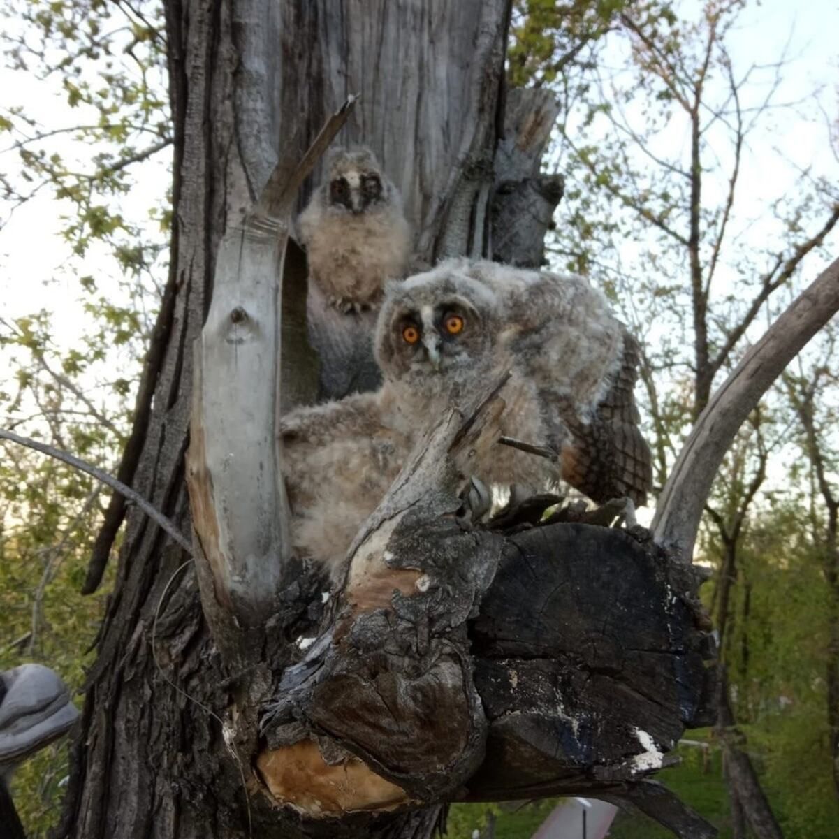 У Покровську електрики врятували совеня У Покровську електрики врятували совеня