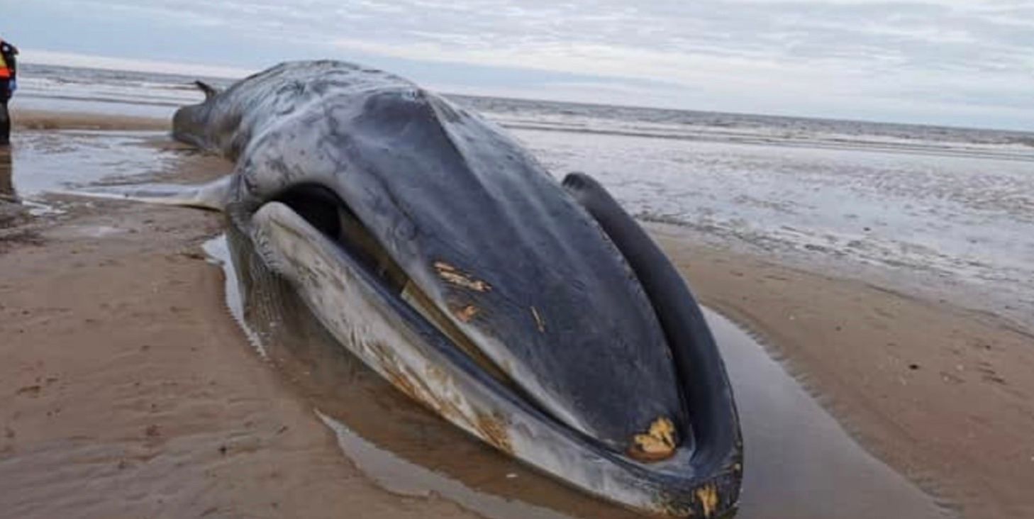 Гигантский кит застрял на пляже и трагически погиб