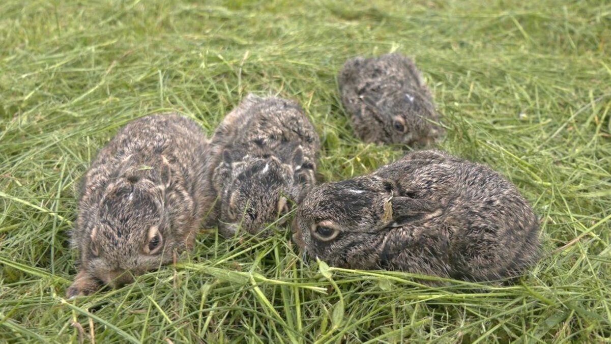 Мужчина нашел зайчат, когда заготавливал сено Мужчина нашел зайчат, когда заготавливал сено