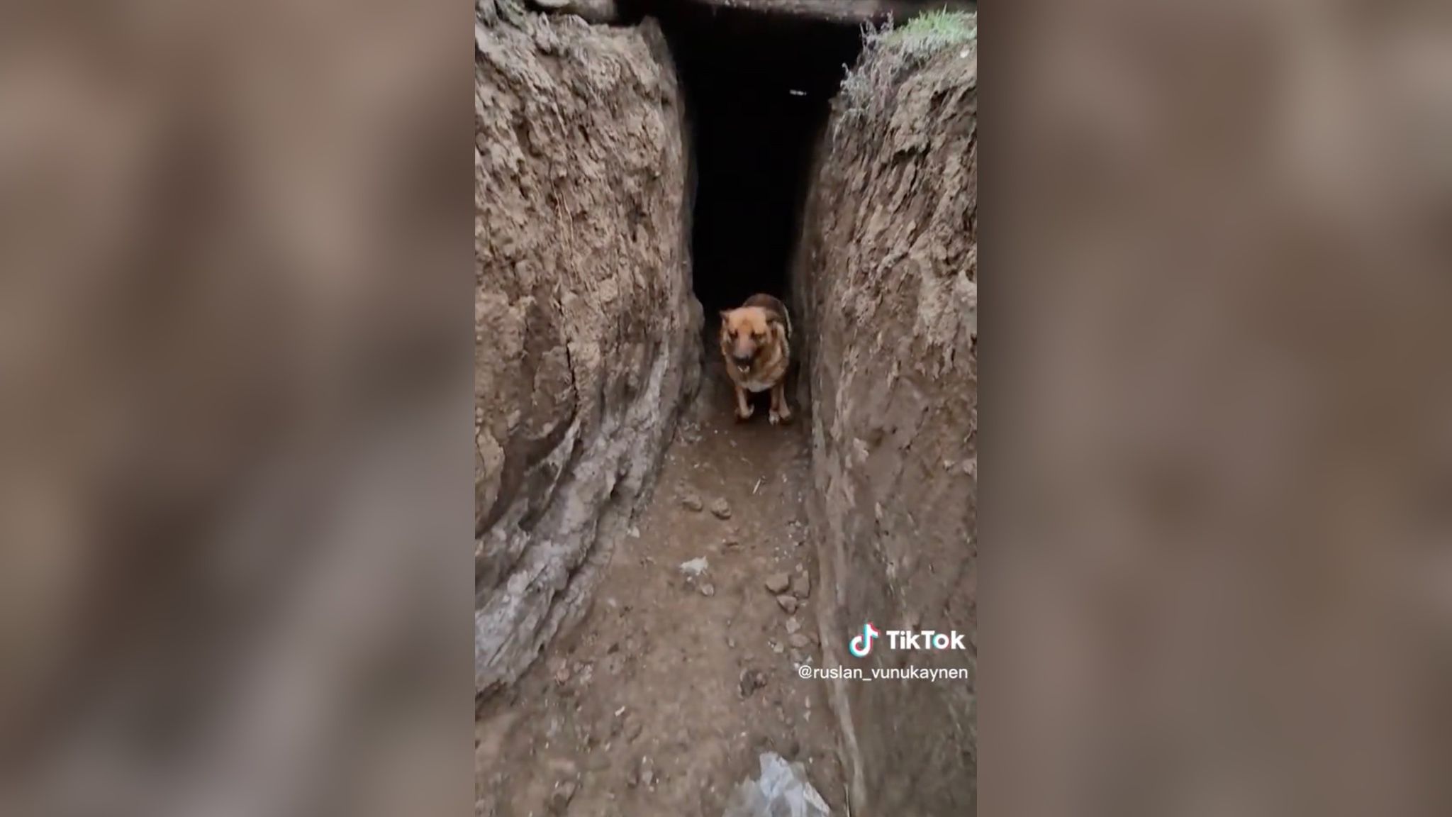 ВСУ показали собаку, которая поселилась с ними в окопе ВСУ показали собаку, которая поселилась с ними в окопе