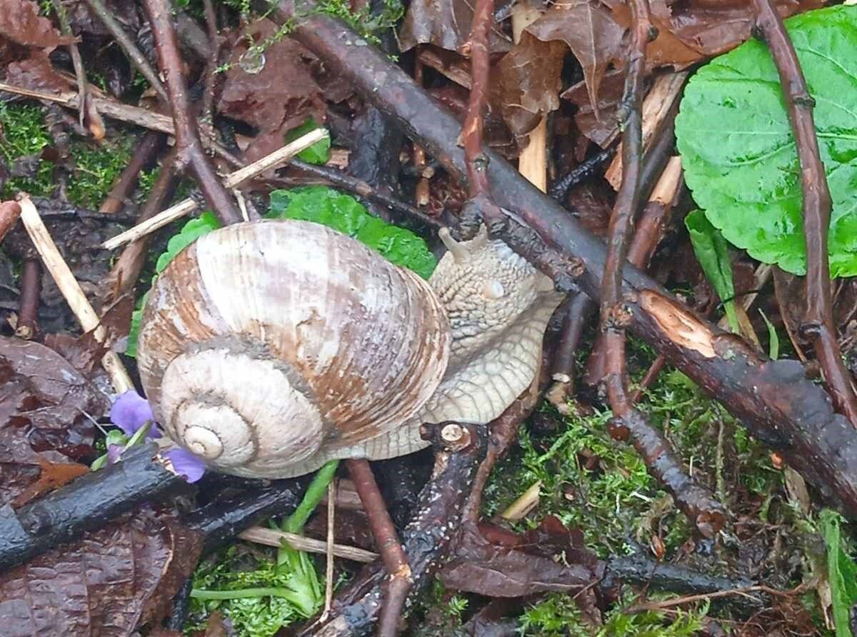 У Чорнобильському заповіднику показали равлика У Чорнобильському заповіднику показали равлика