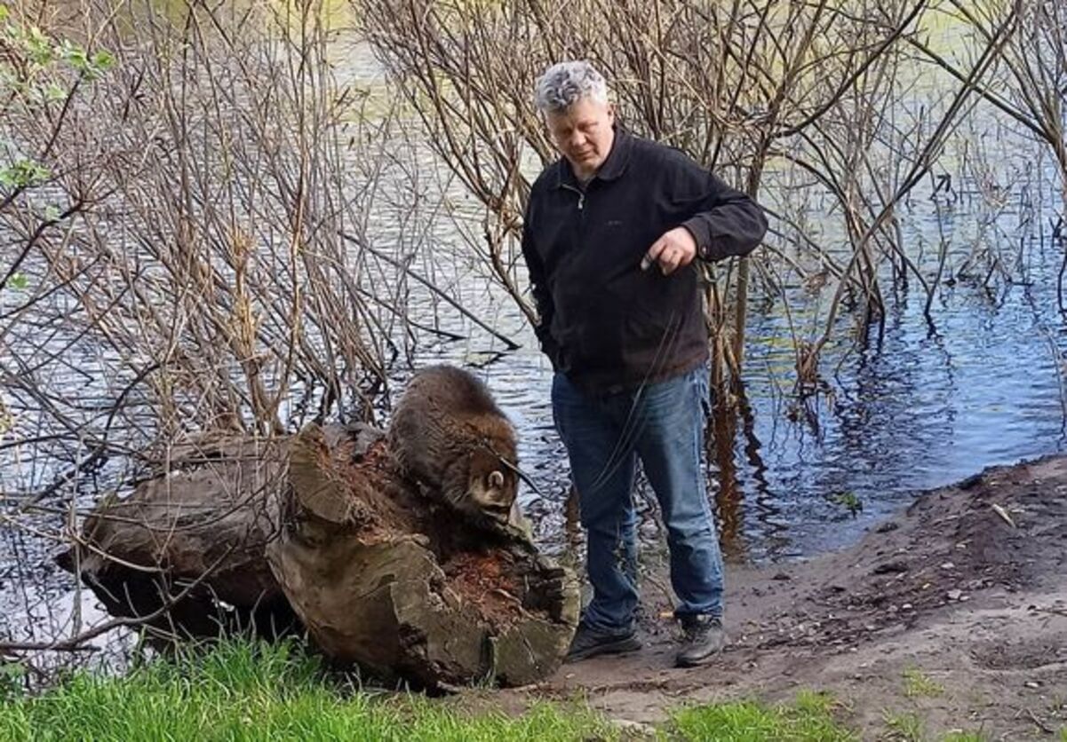 Как живет енот Проня, которого нашли в деоккупированном Ирпене Как живет енот Проня, которого нашли в деоккупированном Ирпене