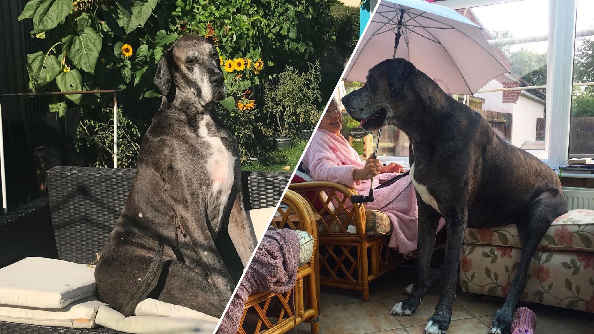 Самая высокая собака в мире Самая высокая собака в мире