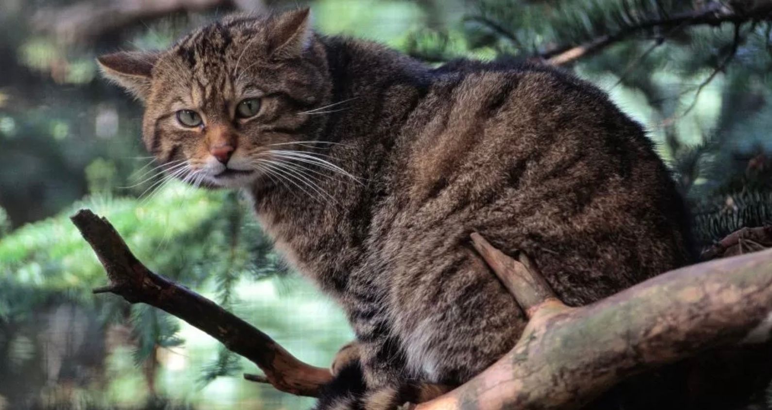Популяция диких кошек находится на грани вымирания