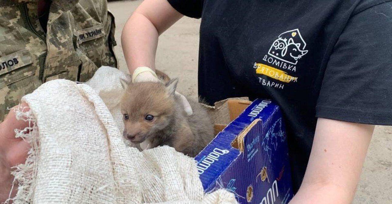 Львівські волонтери закликають не вбивати тварин Львівські волонтери закликають не вбивати тварин