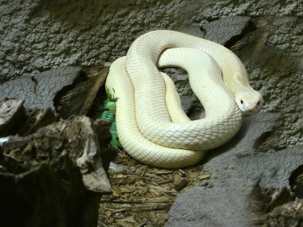 Пара знайшла рідкісну кобру-альбіноса у своїй оселі Пара знайшла рідкісну кобру-альбіноса у своїй оселі